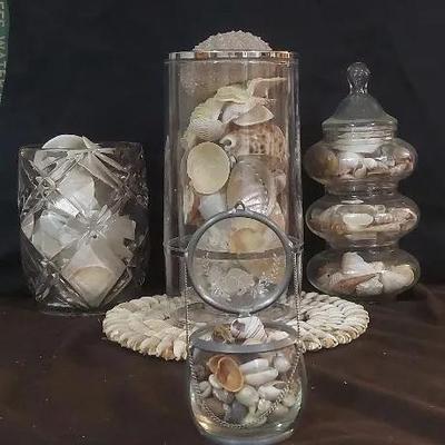 Sea Shell Collection 