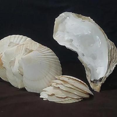 Clam and Oyster Shells 