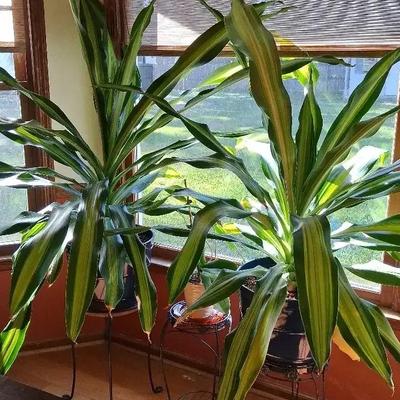 Two Large Live Plants with Metal Stands & Small Orchid