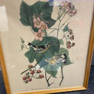 BLACK & YELLOW WARBLER PRINT