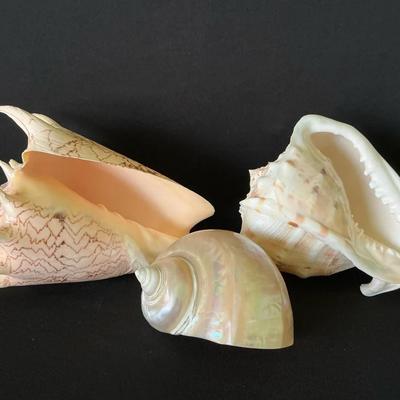 Shells From The Seashore 