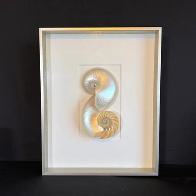 Split Shell Pearlized Nautilus 
