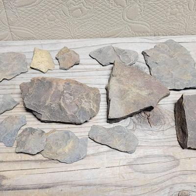 Fossils with Specimens Plant Matter Tube Worms? And Shells