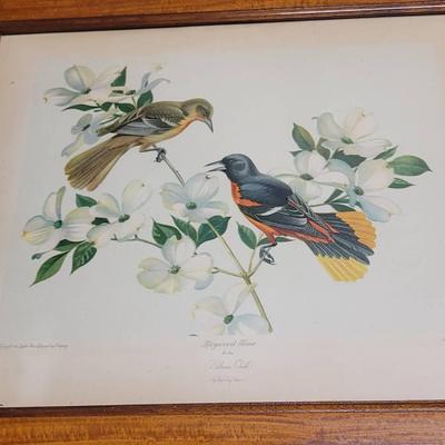 1940 Dogwood Time No 106 Baltimore Oriole Roger Peterson 