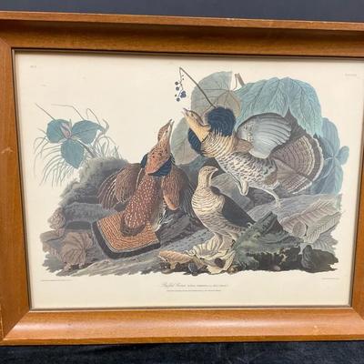 “Ruffled Grouse” Print by John J Audubon