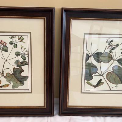 Sale Photo Thumbnail #10: 2 29x33.5 Framed Botanical Prints By A.J. Cavanilles Del - Berry Studio I And III