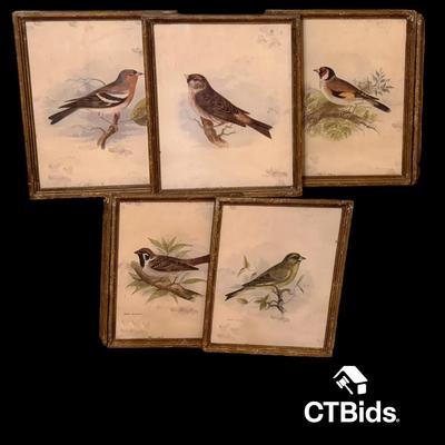 DS125 - 5 Bird Prints - 20 x 16