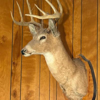 Vintage Taxidermy 9 Point Buck 