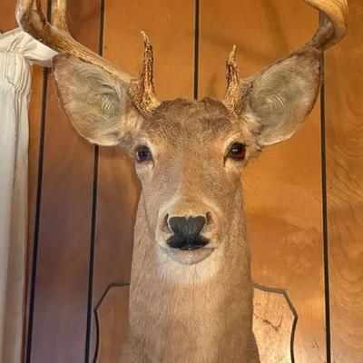 Vintage Taxidermy 8 Point Buck 