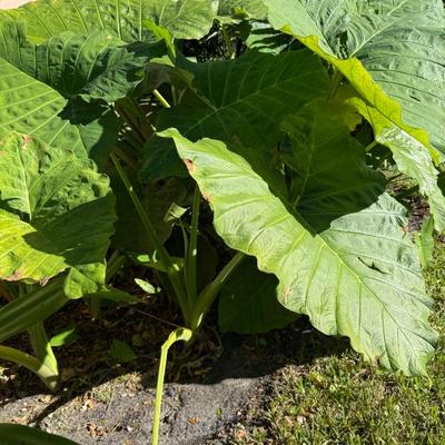 Sale Photo Thumbnail #533