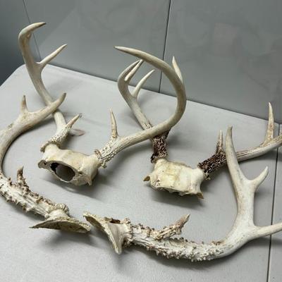 Sale Photo Thumbnail #237: Real deer antlers. Many more available than photographed. 