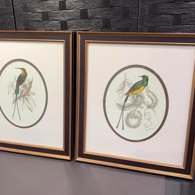 Framed Bird Prints 