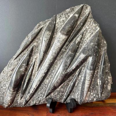 Incredible “ Orthoceras Fossil Slab”
