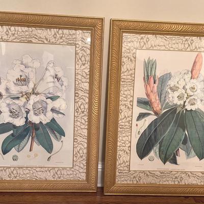 Framed Botany Prints 