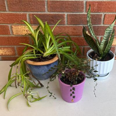 (3) Small Live Plants With Pottery And Ceramic Planters