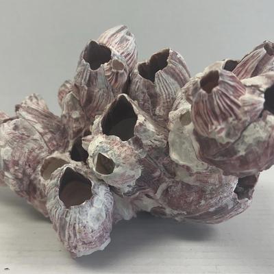 Purple Cluster Barnacle