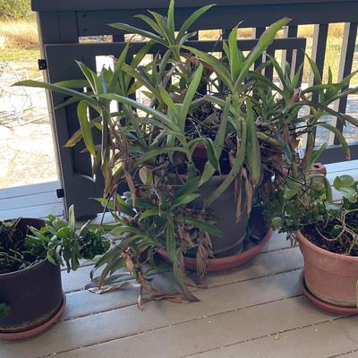 Lot Of Three Plants