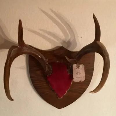 Vintage Deer Antlers Wall Mount – 1962 Trophy Plaque
