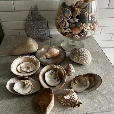 Large Shell Collection with Glass Display Bowl