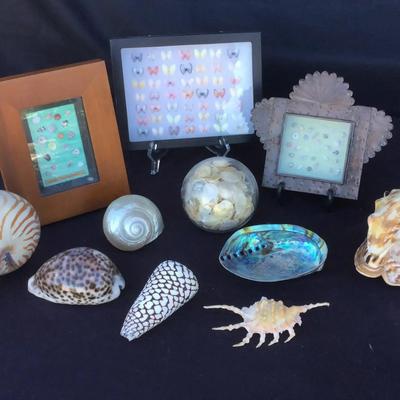 Vintage Shell Art, And Beautiful Shell Variety Collection 