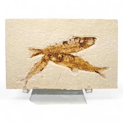 Sale Photo Thumbnail #341