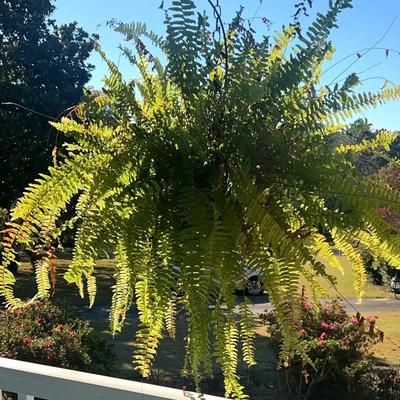 Hanging Fern Collection – 12 Plants