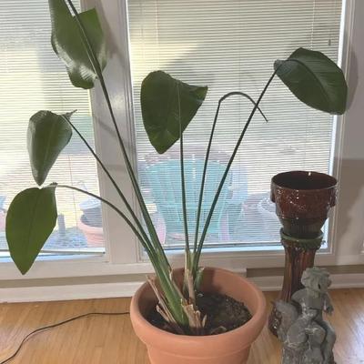 Bird Of Paradise Plant Garden Lot