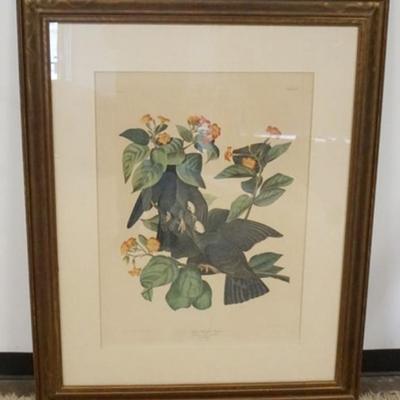 Sale Photo Thumbnail #41: 1040	LARGE FRAMED AND MATTED AUDUBON PRINT *WHITE HEADED PIGEON*, APPROXIMATELY 40 IN X 51 IN OVERALL
