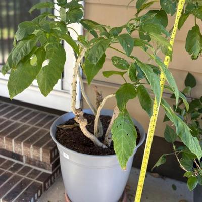 Sale Photo Thumbnail #258