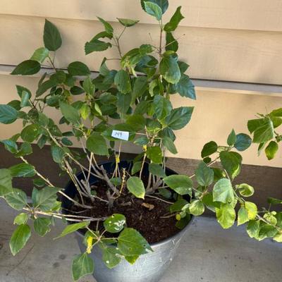 Sale Photo Thumbnail #260