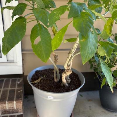 Sale Photo Thumbnail #257