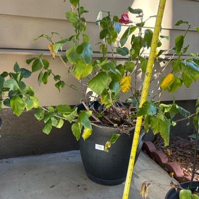 Sale Photo Thumbnail #261