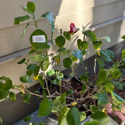 Sale Photo Thumbnail #262