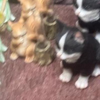 Sale Photo Thumbnail #67