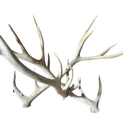 Large Set of Natural Deer Antlers – Rustic Cabin Décor