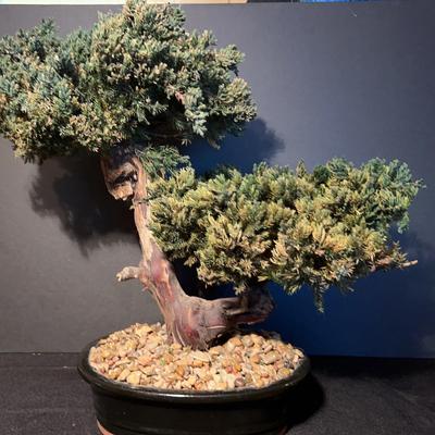 Bonsai Tree