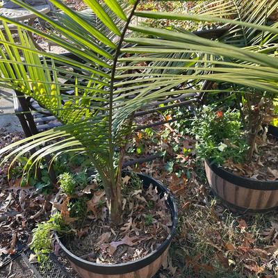 2 Live Palm Trees In 20w X 14h Resin Planters 