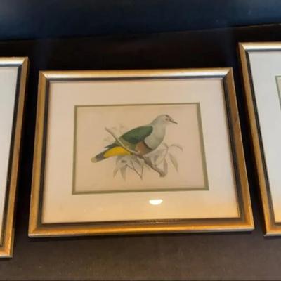 Antique Bird Etchings in Gold Frames Art Prints - Set of 3 - Mutzel, Kuelemans