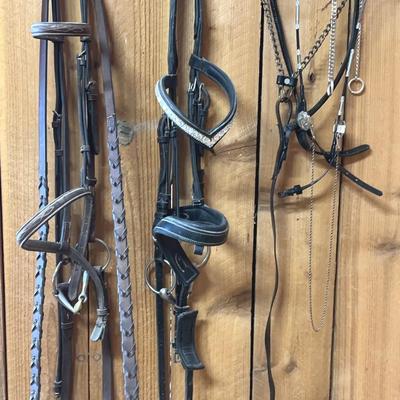 3 Arabian English Bridals (Right Side Is A Show Bridal)