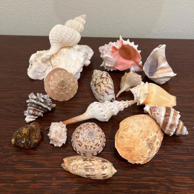 Natural SeaShell Mix & Polished Agate