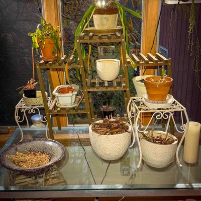 (Multiple) Indoor Potted Plants & Ceramic Planters – Mixed Variety