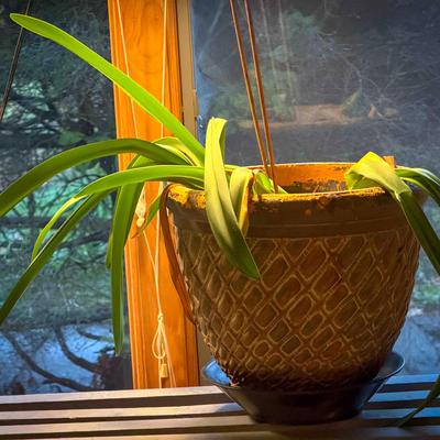 Mature Amaryllis (Hippeastrum) in Decorative Pot