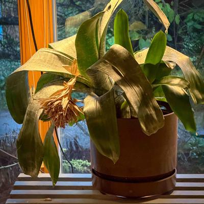 Large Mature Bromeliad in Pot