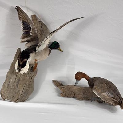 Banded Drake Mallard & Redhead Mounted Ducks 