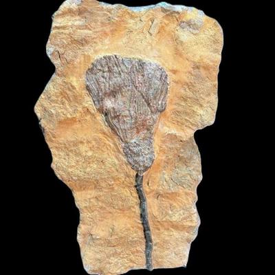 Sale Photo Thumbnail #156