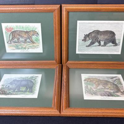 Four Colored Etchings Of Jungle Animals-Framed