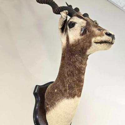 African Antelope Taxidermy Mount