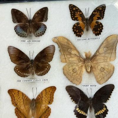 Butterflies And Moths Taxidermy Framed