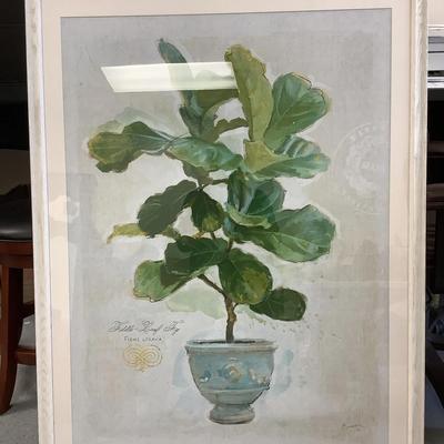 Large Framed Print Of Fig Tree