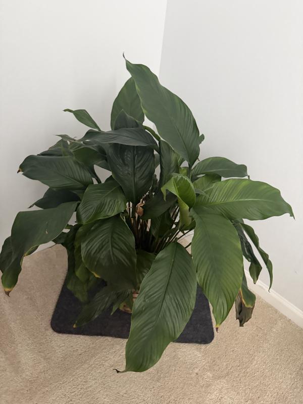 Sale Photo Thumbnail #118